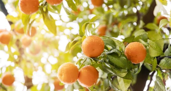 delicious-orange-citrus-tree