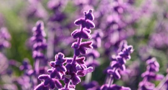 purple-lavender-closeup-background